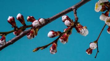 Timelapse of Spring flowers opening. Beautiful Spring Apricot tree blossom open. White flowers bloom on blue background. Close up video