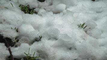 Macro time-lapse shot of shiny melting snow particles turning into liquid water and unveiling Christmas tree and green grass. Change of season from winter to spring in the forest. video