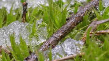 Macro time-lapse shot of shiny particles of melting snow and open green grass and branch. Change of season from winter to spring in the forest. video