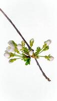 hora lapso de el cierne de blanco pétalos de un manzana flor en blanco antecedentes. primavera hora lapso de apertura hermosa flores en ramas manzana árbol. macro disparo, vertical imágenes. video