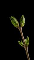 Time lapse of tree branches with opening leaves buds. Growing grapevine branch on black background, vertical footage video