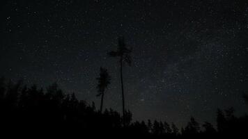 laps de temps de en mouvement étoiles autour une polaire étoile dans nuit ciel plus de arbre silhouettes. le constellation Ursa Majeur est clairement visible. 4k video