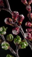 tid upphöra av de blomstrande av vit kronblad av en aprikos blomma på svart bakgrund. vår tid upphöra av öppning skön blommor på grenar aprikos träd. makro skott, vertikal antal fot. video