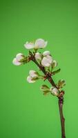 tijd vervallen van de bloeiende van wit bloemblaadjes van een appel bloem Aan groen achtergrond. voorjaar tijd vervallen van opening mooi bloemen Aan takken appel boom. macro schot, verticaal filmmateriaal. video