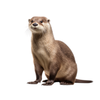 ai généré loutre agrafe art png