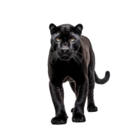 AI generated Panther clip art png