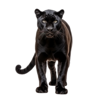 ai generiert Panther Clip Kunst png