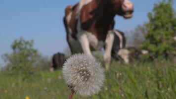 le vache est pâturage dans le pâturage. fermer. video