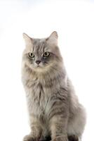 Isolated Grey Persian Long Hair Cat photo