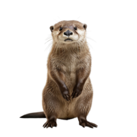 ai généré loutre agrafe art png