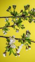 hora lapso de el cierne de blanco pétalos de un manzana flor en amarillo antecedentes. primavera hora lapso de apertura hermosa flores en ramas manzana árbol. macro disparo, vertical imágenes. video