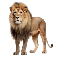 AI generated Lion clip art isolated png