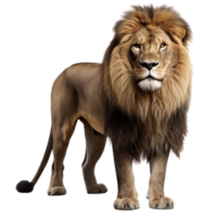 AI generated Lion clip art isolated png