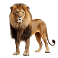 AI generated Lion clip art isolated png