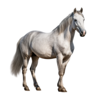 AI generated Horse clip art png