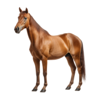 ai gegenereerd paard klem kunst png