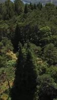 verticaal video van verbijsterend natuur landschap antenne visie