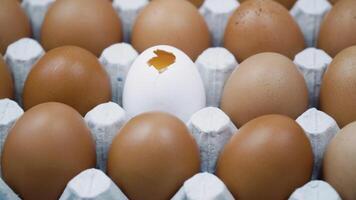 Chicken brown fresh raw eggs and alone white broken egg. Large tray of eggs is spinning video