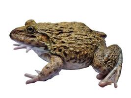 hoplobatrachus rugulosus on white backgrounds photo