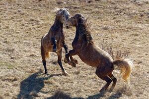 Wild horses playing. Animal and wildlife. photo