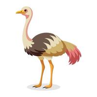 Ostriches Animal flat vector illustration