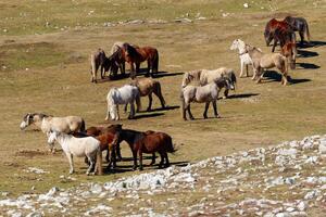 un manada de salvaje caballos. animales y fauna silvestre. foto