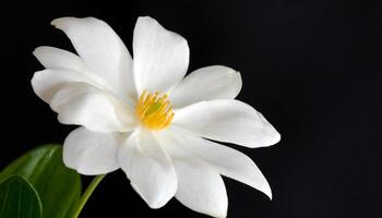 AI generated white flower on black background photo