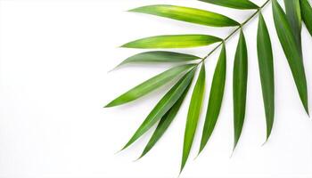 AI generated green palm leaves on white background photo