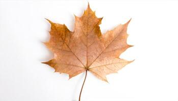 AI generated a single maple leaf on a white background photo
