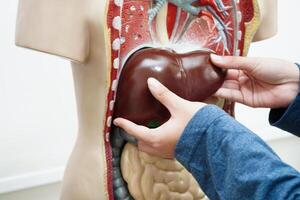 Asian student learning with human body model in anatomy biology in classroom at high school. photo