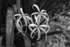 Garden in Singapur photo