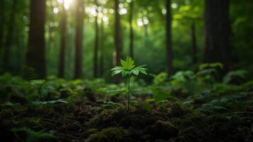 AI generated Nature growth and maturity stages illustrated by young sapling and towering trees in forest photo