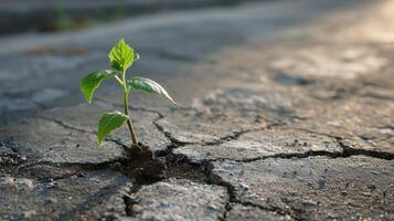 AI generated Plant breaking through concrete pavement as a symbol of business resilience and growth photo