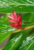 singapur gardens in asia photo