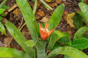 singapur gardens in asia photo