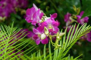 Garden in Singapur photo