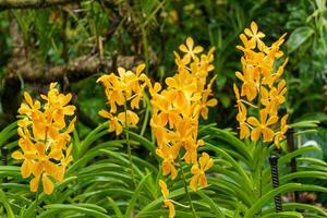 Garden in Singapur photo