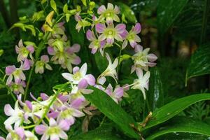 Garden in Singapur photo