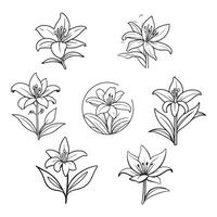 Hand drawn beautiful lily flower vector