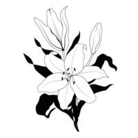 Lily flowers line art vector image