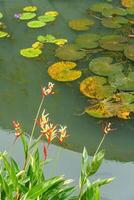 singapur gardens in asia photo