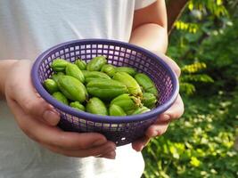 verde bilimbi Fruta en cesta antecedentes foto