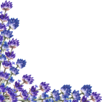 en ram med lavendel, en skön pittoresk lila, doftande blomma. ritad för hand vattenfärg illustration. markera Det. ett element för de design av förpackning, vykort och etiketter, banderoller, flygblad. png