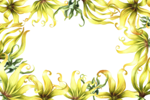 A frame with ylang-ylang flowers. A border with exotic fragrant yellow flowers. A hand-drawn watercolor illustration. An element of the design of packaging, postcards and labels. For a banner, a flyer png