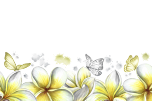 een kader met plumeria, een banier van exotisch tropisch geurig frangipani bloemen. hand getekend waterverf illustratie. voor verpakking banners en etiketten. voor affiches, flyers, groet en uitnodiging kaarten png