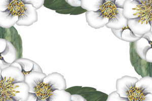 uma quadro, Armação com jasmim flores perfumado branco Primavera flores uma desenhado à mão aguarela ilustração. para embalagem, cumprimento e convite cartões e rótulos. para bandeiras, panfletos. png