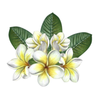 plumeria, een boeket van exotisch tropisch geurig frangipani bloemen. hand getekend waterverf illustratie. hoogtepunt het. een element van de ontwerp van verpakking, ansichtkaarten en etiketten. voor spandoeken, flyers. png