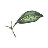 The green leaf of the plant. A hand-drawn watercolor illustration. Highlight it. An element for the design of packaging, postcards and labels. For banners, flyers, flyers and posters. png