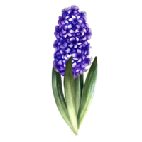 Hyacinth, bulbous plant, fragrant purple flower. Isolated. Hand-drawn watercolor illustration. An element of the design of packaging, postcards and labels. For banners, flyers and advertisements. png