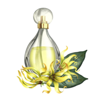 A perfume bottle made of transparent glass with ylang-ylang flowers. Vintage yellow perfume with the scent of ylang flowers. Hand-drawn watercolor illustration. For packaging, postcards and labels. png